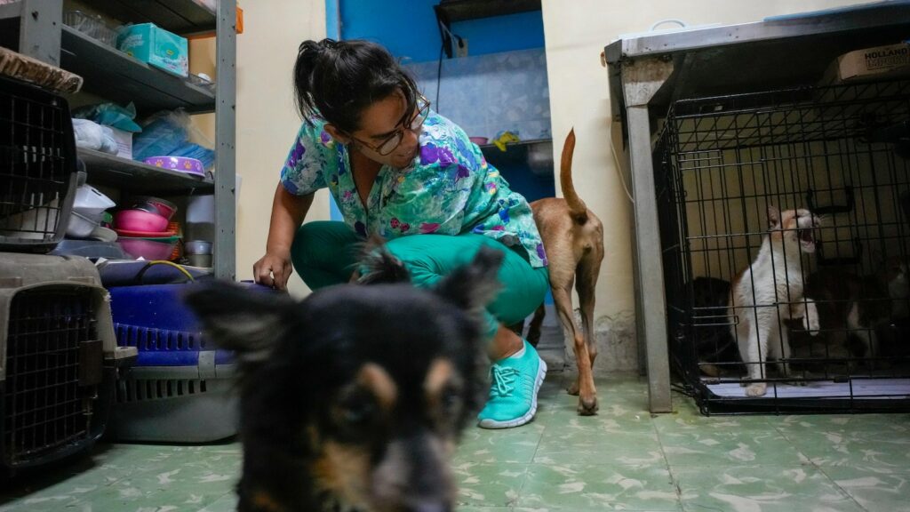 Cubans searching for a better future leave their pets behind