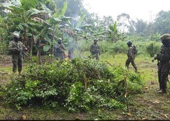 Soldiers burn a pile of uprooted coca plants during a March 2024 operation in the Ecuadorian province of Sucumbíos. Soldados queman un montón de plantas de coca arrancadas durante una operación llevada a cabo en marzo de 2024 en la provincia ecuatoriana de Sucumbíos.