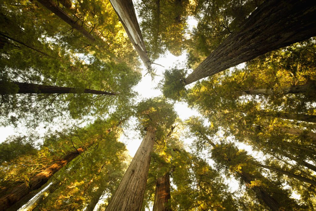 Forestry asset securitization – is it a viable exit plan?