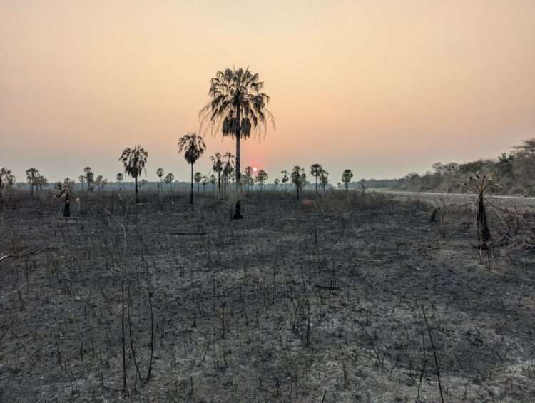 Popular collagen brands drive deforestation in Paraguay