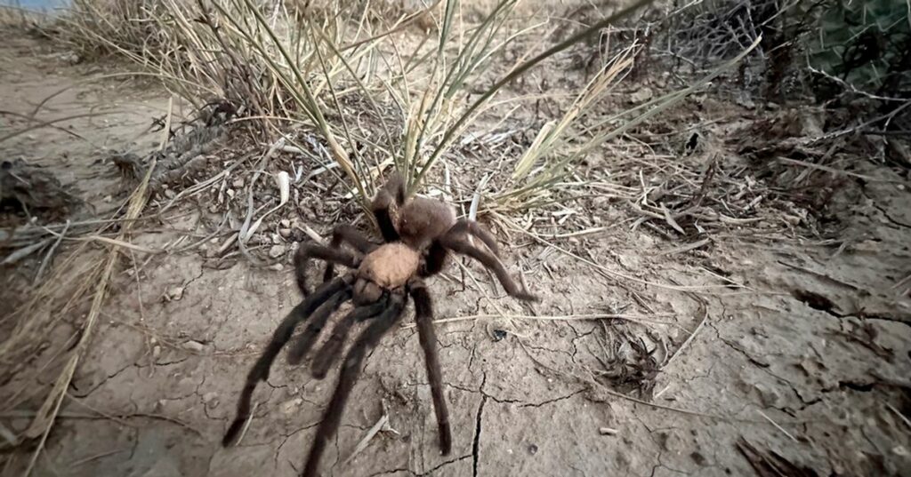 Spider Lovers Visit Colorado Town For Tarantula Mating Season