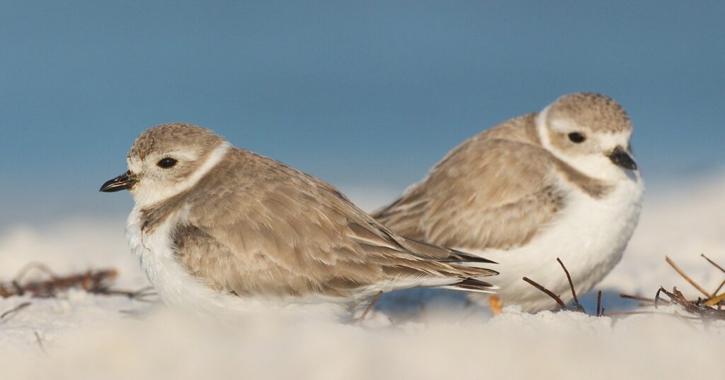 The Bahamas | Audubon