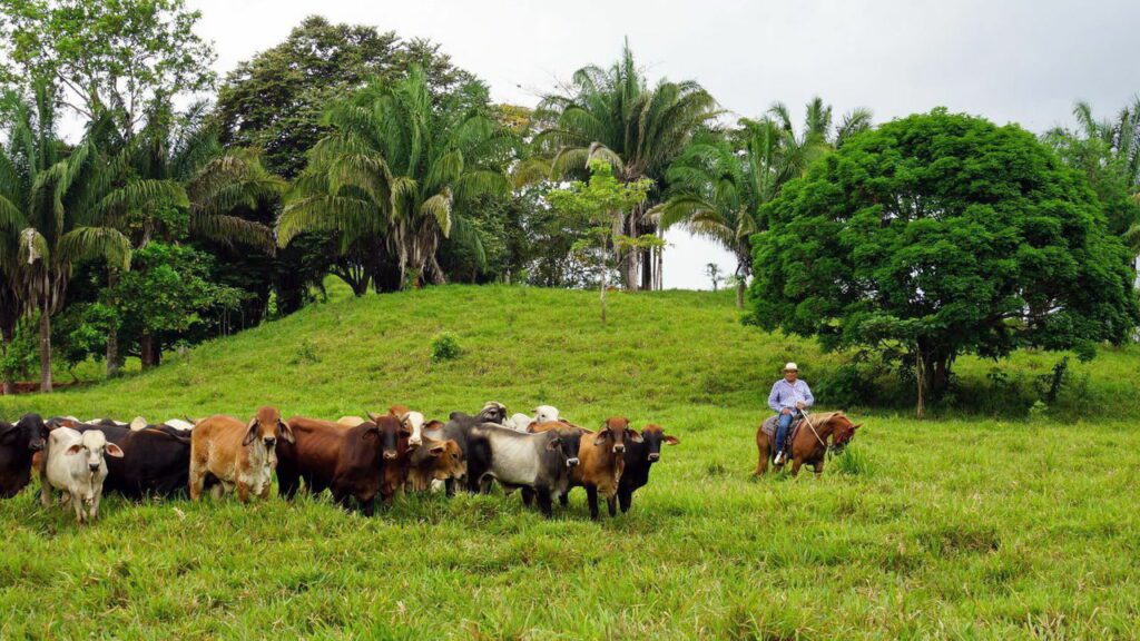 The flesh-eating worms devouring cows