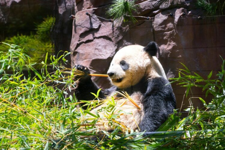 These California pandas won't pander if given political voice