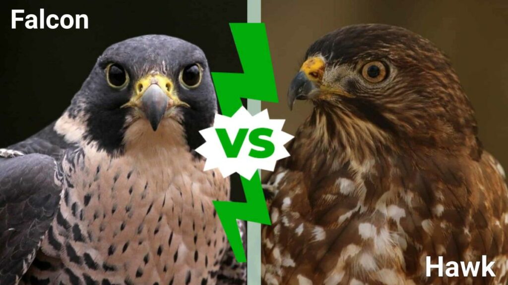 What is the Difference Between a Falcon and a Hawk?