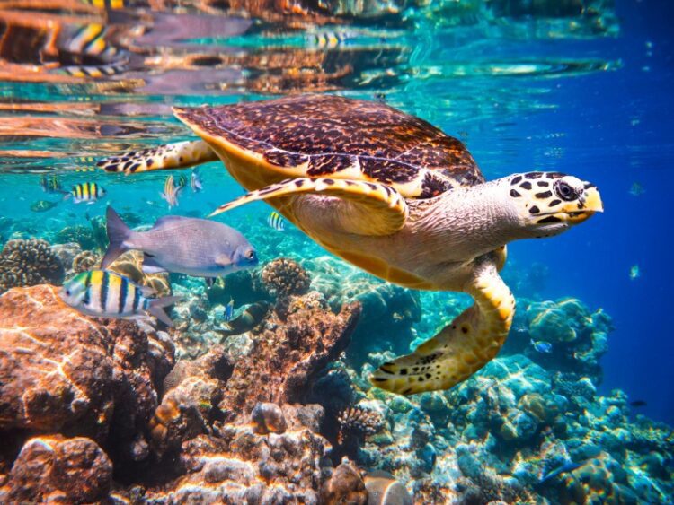 A hawksbill turtle swimming in clear blue water with fishes and corals.