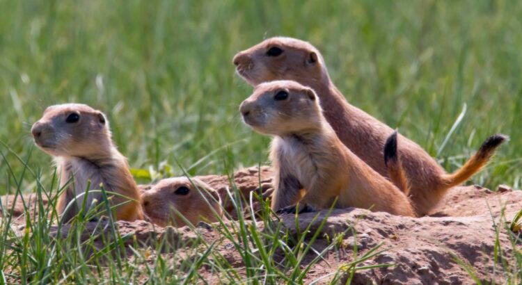 Southern Plains Land Trust – a gem in the landscape of southeast Colorado – Part One : The Prowers Journal