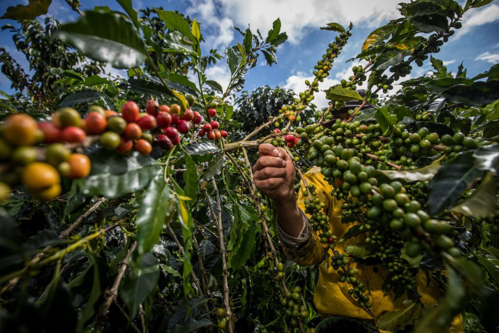 Prices and Weather in Colombia Create Tension Between Conventional and SpecialtyDaily Coffee News by Roast Magazine