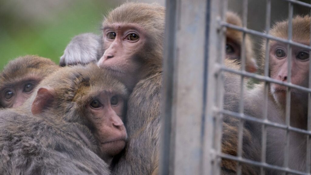 Monkeys who escaped from Alpha Genesis in Yemassee, SC still on loose