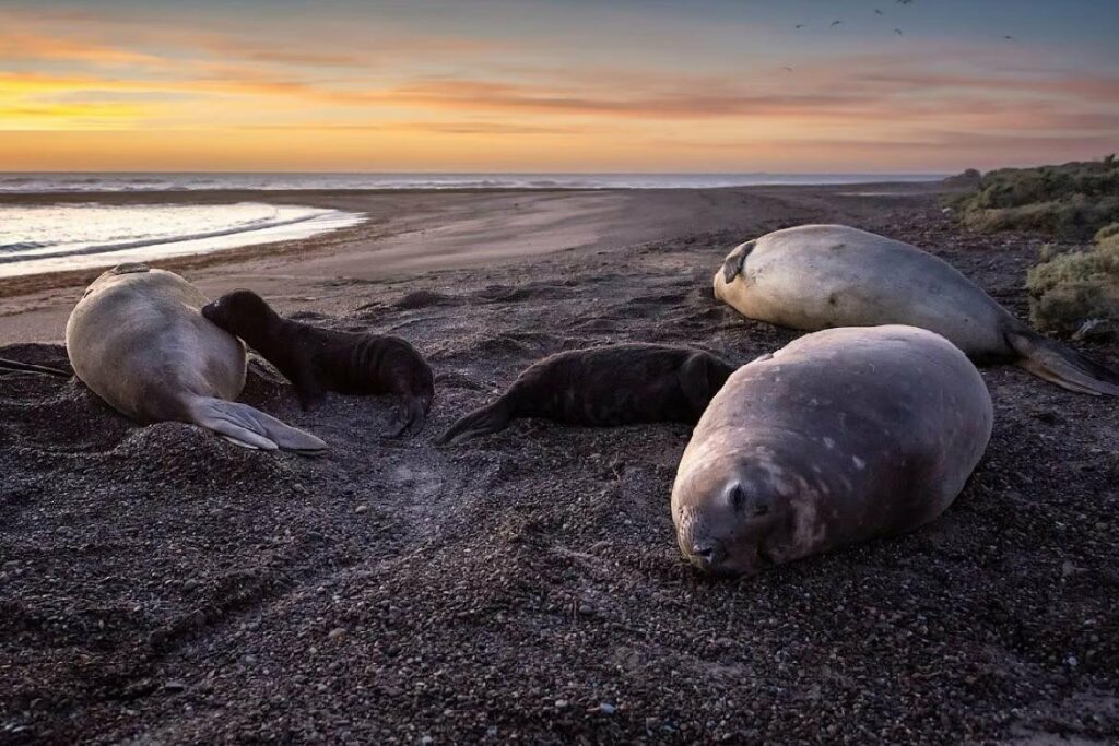 Bird flu decimating South America's elephant seal colonies