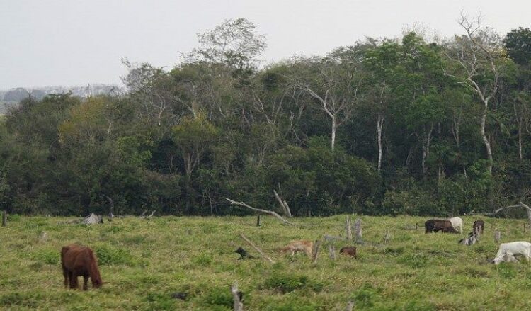 A deadly fly is spreading through Central America. Experts blame illegal cattle ranching.