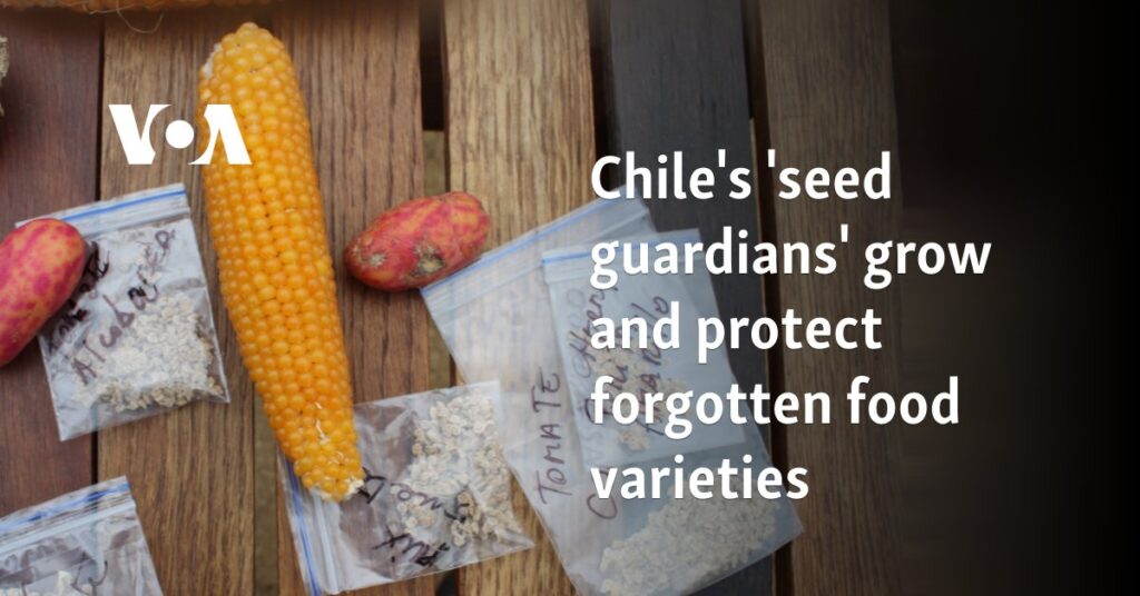 Chile's 'seed guardians' grow and protect forgotten food varieties 