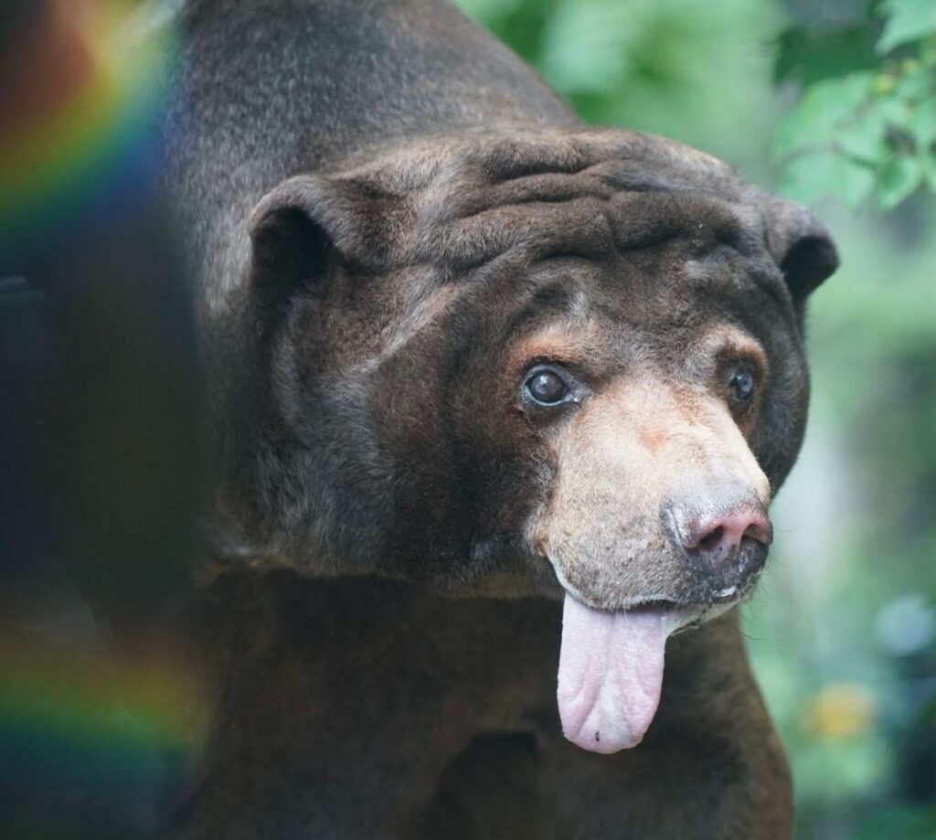 Topeka Zoo's Ho Ho, thought to be North America's oldest sun bear, dies at 35