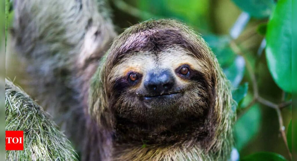 Know all about South America’s underground caves built by extinct giant sloths