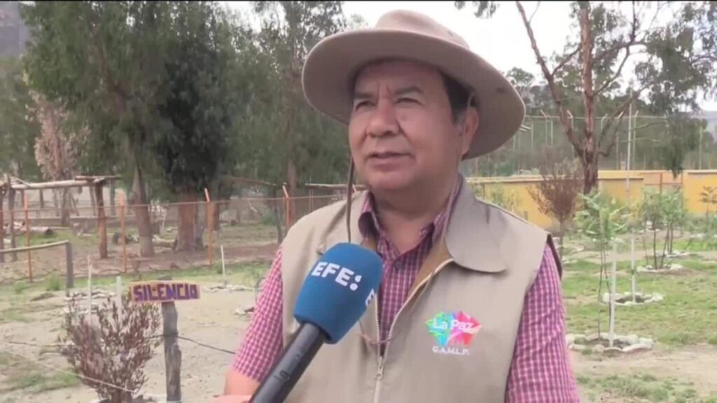 Bolivia conmemora el Día Internacional del Jaguar con acciones para proteger a este felino