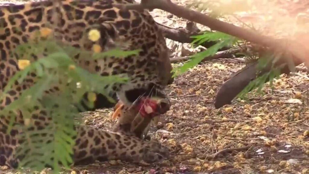 Bolivia conmemora el Día del Jaguar para promover el cuidado del mayor felino de América