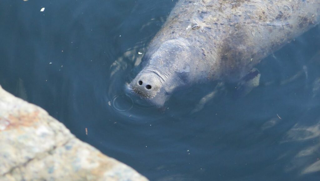 Epic 4,000-Kilometer Journey Is Farthest Ever Traveled By A West Indian Manatee