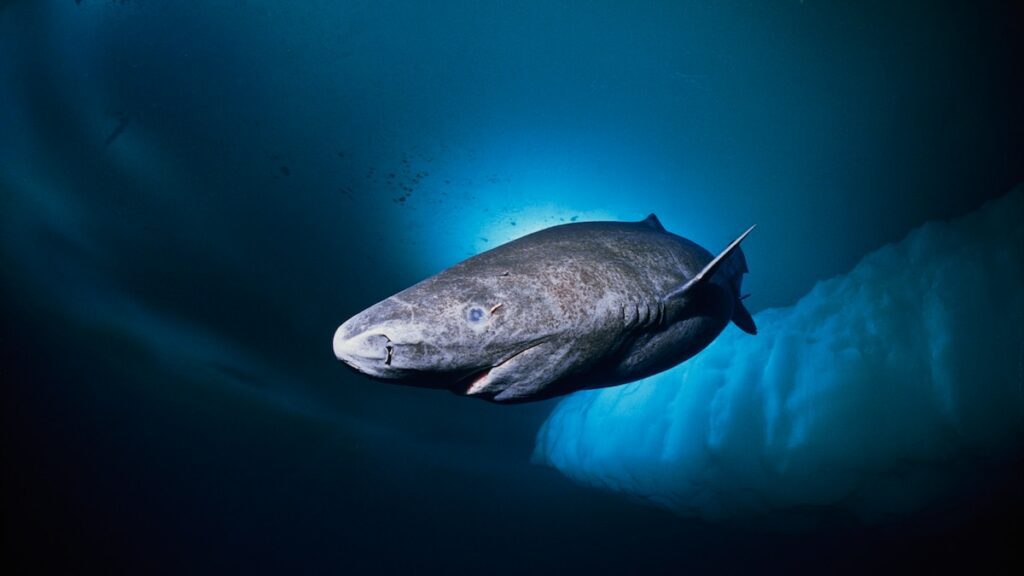 Greenland shark, facts and photos