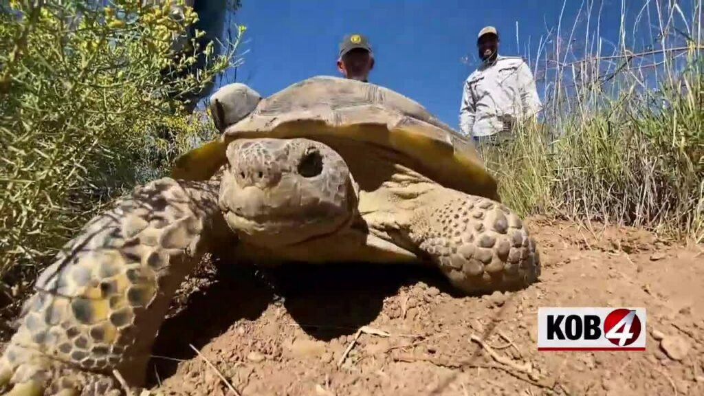 Heart of New Mexico: Tortoise comeback