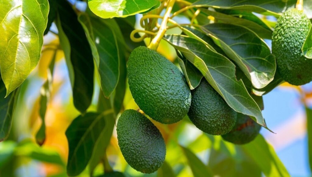 Initial Hass avocado exports to U.S. could exceed 1,000MT