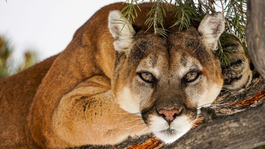 Police kill mountain lion found roaming on Colorado school's campus