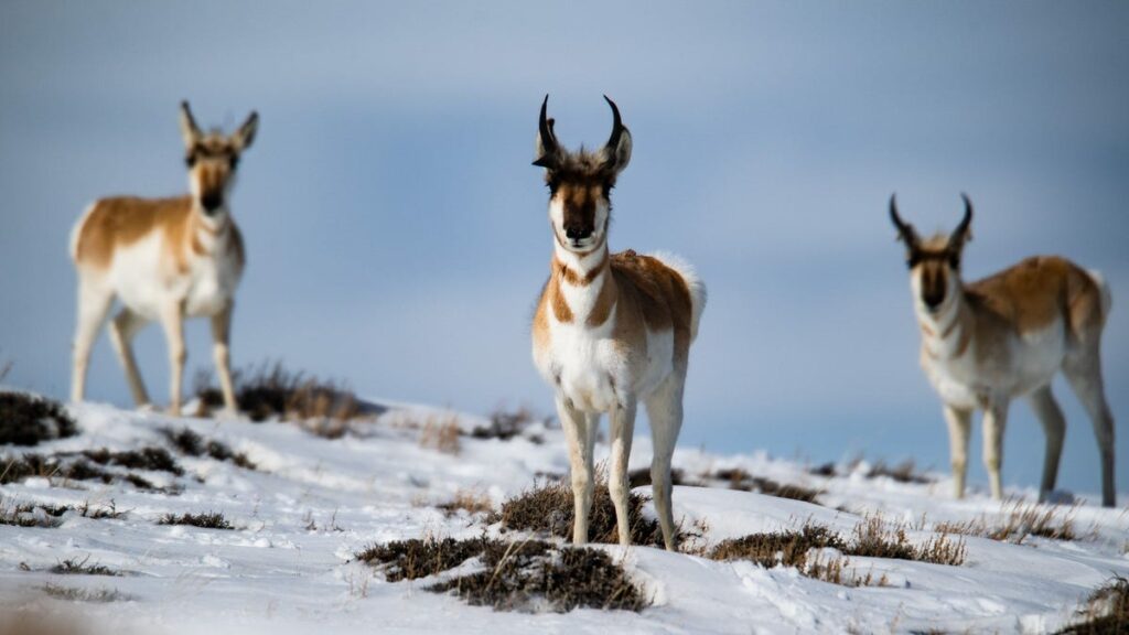 Pronghorns found dead on roads were seeking shelter from Colorado snow