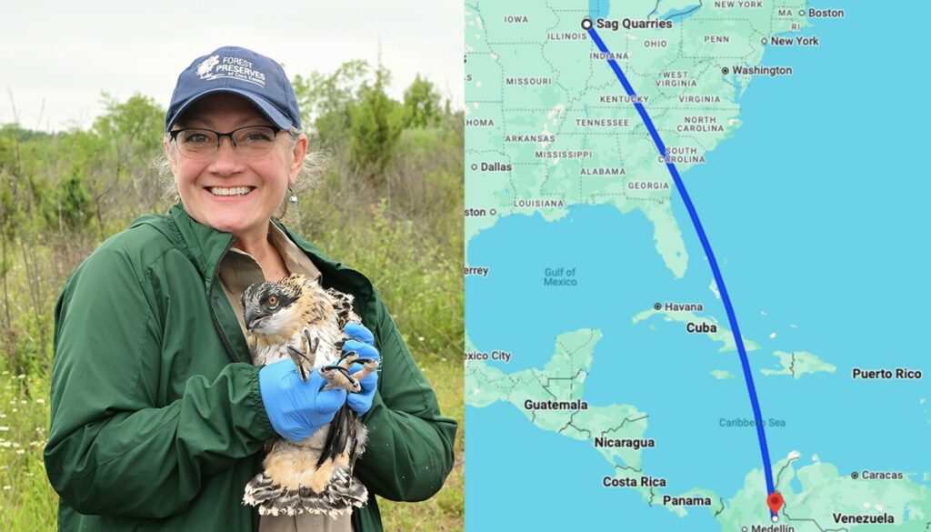 South suburban Osprey found after more than 2,500-mile flight to Colombia