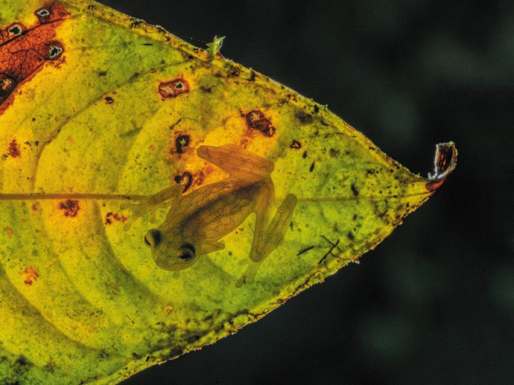 The Andes’ Translucent Glass Frogs Need to Be Seen to Be Saved