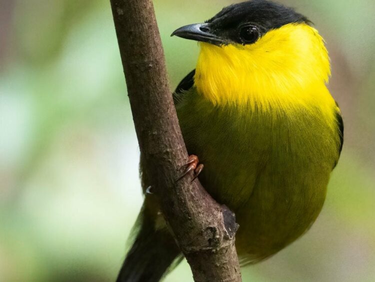 To Understand How Species Evolve, Scientists Flock to Where Charismatic Birds Intermingle | Smithsonian Voices