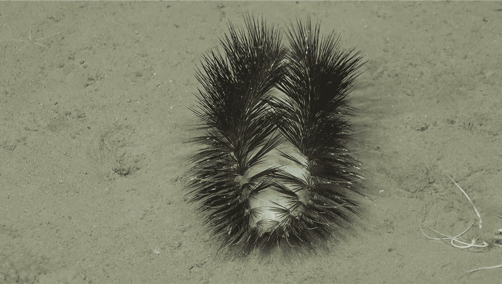 Watch A Deep-Sea "Disco Worm" Sparkle Off The Coast Of Chile