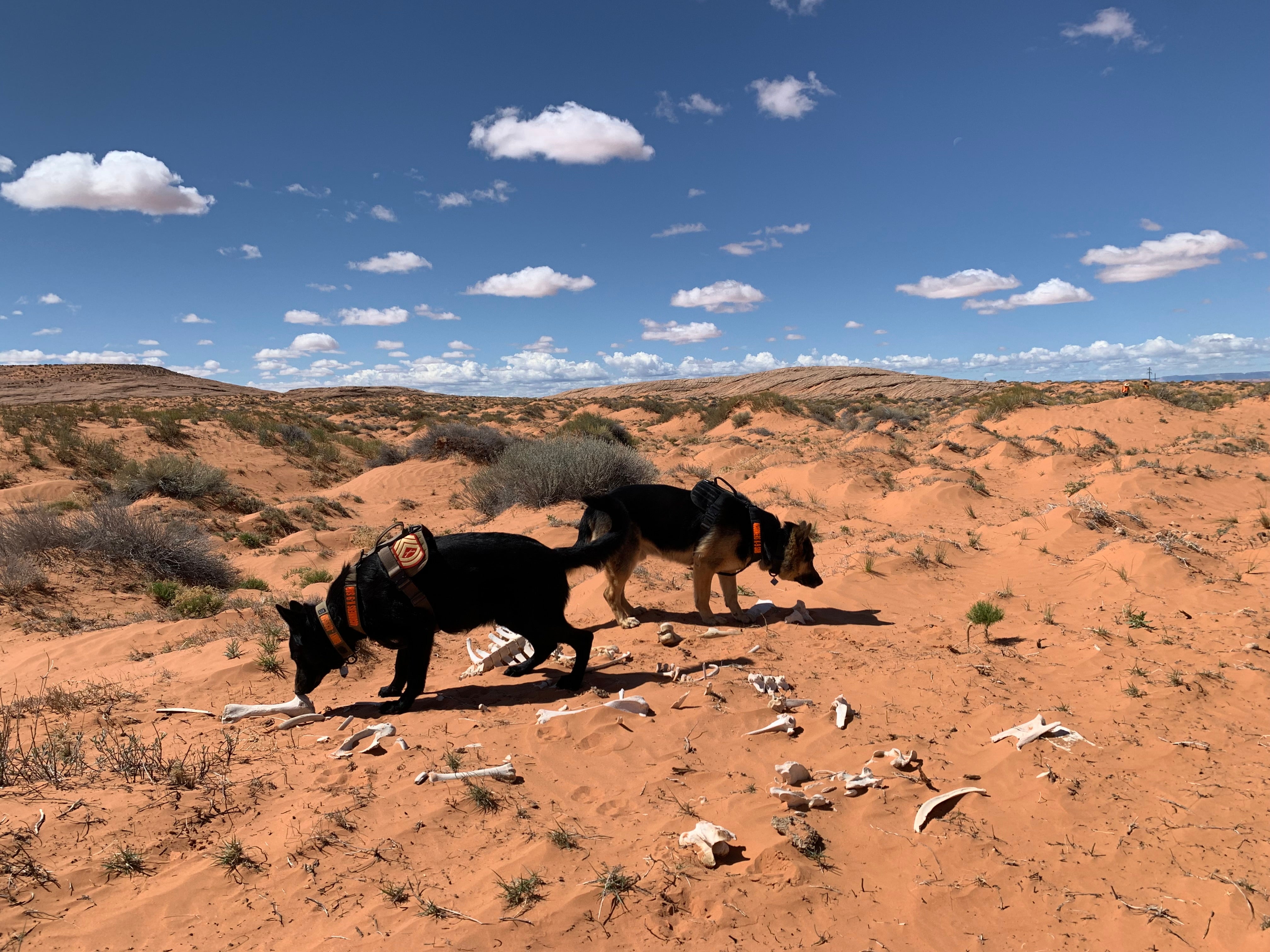 Trigger and Gunny of the Four Corners K9 Search and Rescue investigate cattle bones during a search for a missing person on the Navajo Nation on April 23rd, 2022.