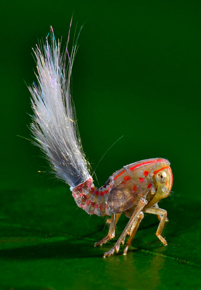 Tiny juvenile leafhopper (only 5 millimeters) with waxy substances coming off its abdomen. Scientists aren't sure why leafhoppers do this but it may be to confuse predators. Photo by: Conservation International.