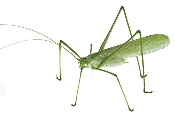 This new katydid is distinct enough to make its own genus. Note its unusually long legs. Photo by: Conservation International.