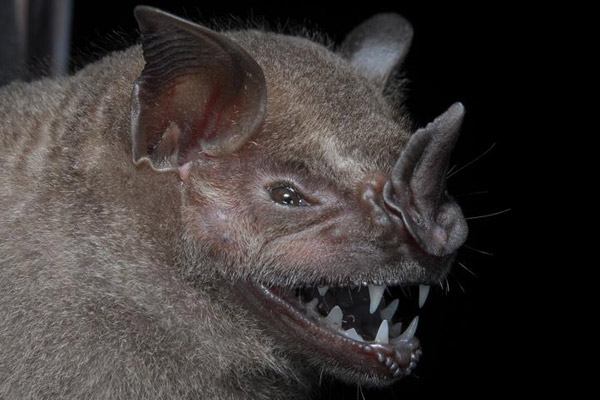 This larger fruit-eating bat (Artibeus planirostris) was the most commonly sighted of the 28 species bats catalogued. They use their sharp teeth to eat large fruits and may be important seed disperser. Photo by: Conservation International.