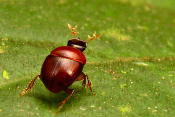 The 'lilliputian beetle' may not only be a new species, but a new genus. It is the smallest dung beetle yet discovered in the Guiana Shield, and the second smallest in all of South America. Dung beetles are nature's recyclers, mitigating disease and turning over nutrients. Photo by: Conservation International.