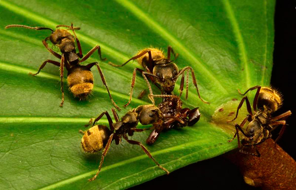 Ants, one of 149 species noted, consuming a dead insect. Photo by: Conservation International.