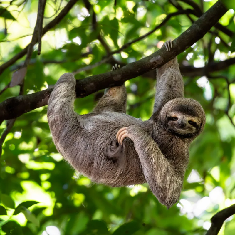 sloth in costa rica