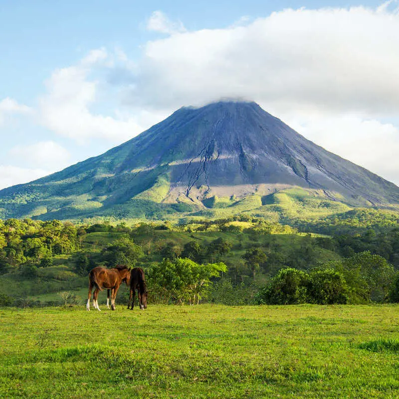 Horses In A Field Facing The Arenal Volcano In Costa Rica, Central America