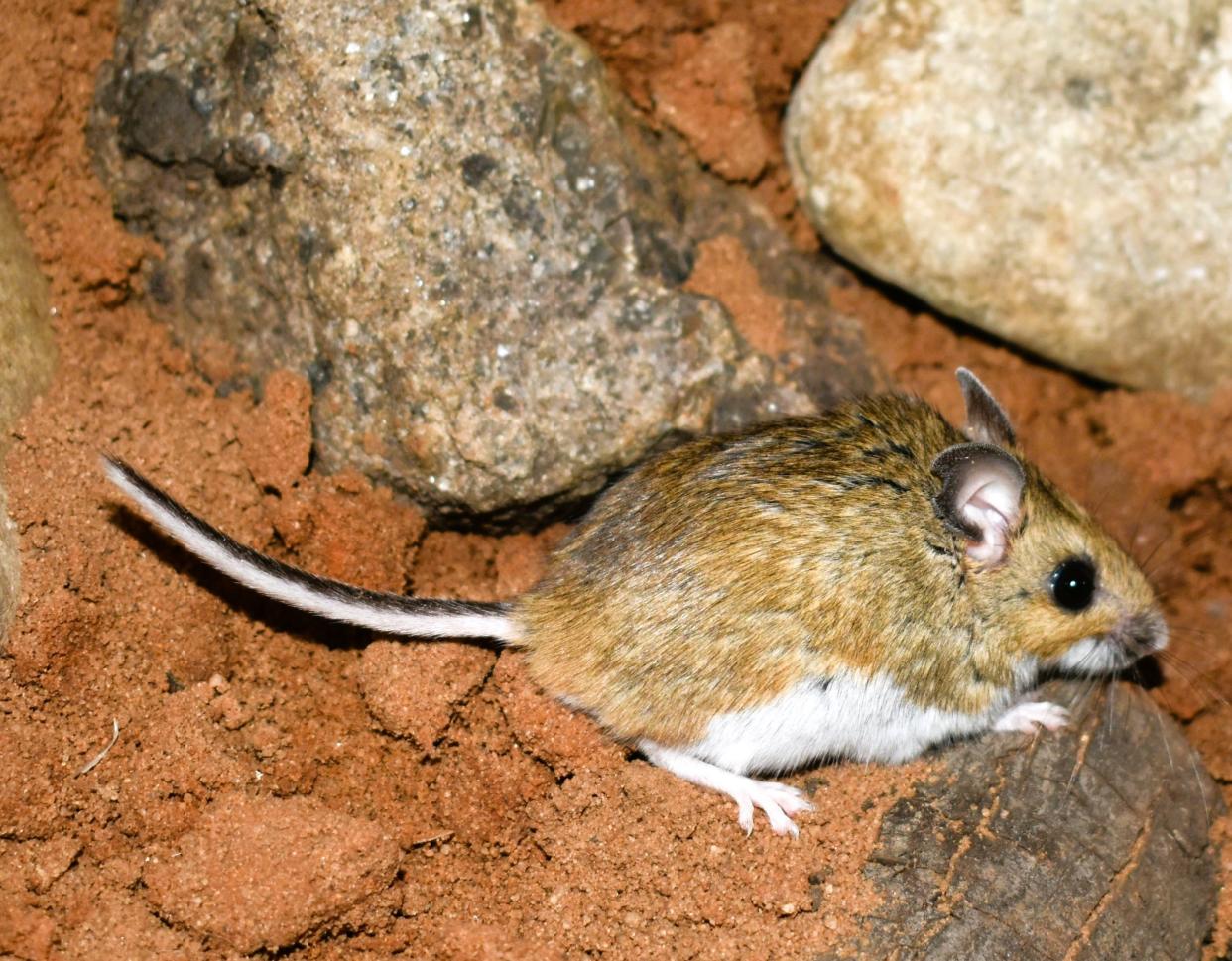 This is the North American deer mouse, Peromyscus sonoriensis.