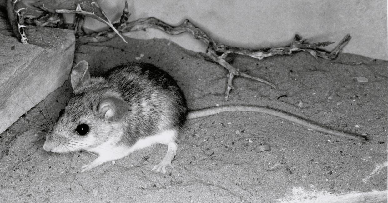 This is Lacey’s white-ankled deer mouse, Peromyscus laceianus,