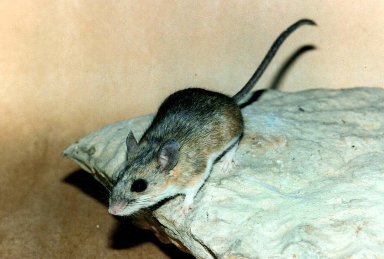 This is the Texas deer mouse, Peromyscus attwateri.