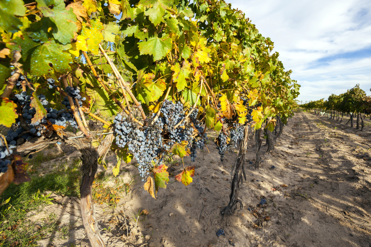 Grapes on Vine in a Malbec Wine Planation, Mendoza, Argentina