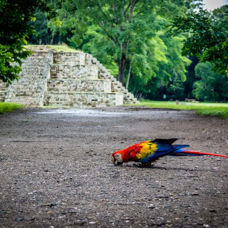 Wild parrot at Mayan ruins site in Honduras