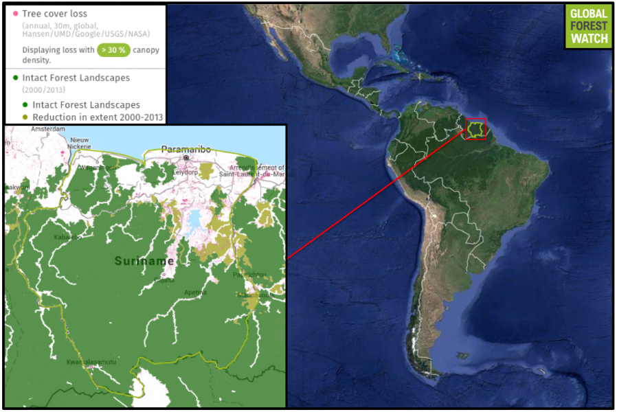 Compared to many other South American countries, Suriname still holds much of its forest cover. According to Global Forest Watch, Suriname lost 0.7 percent of its tree cover from 2001 through 2014 - a small proportion compared to Brazil's 6.9 percent. However, Suriname's intact forest landscapes - large, continuous areas of primary forest - do show degradation since 2000.