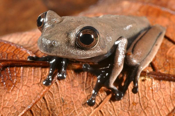 Scientists believe the so-called 'cocoa' frog is new to science. Photo by: Conservation International.