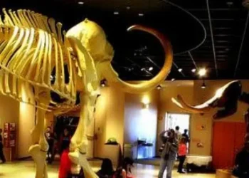 10 Must-Visit Museums Galleries In Mesa Arizona