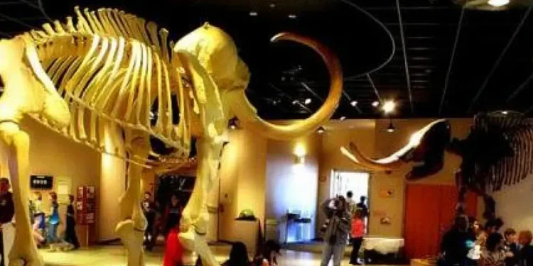 10 Must-Visit Museums Galleries In Mesa Arizona