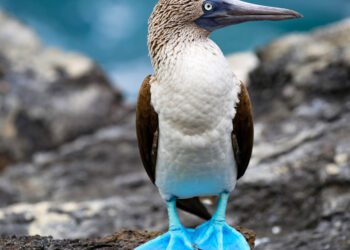 16 of the most fascinating animals in South America