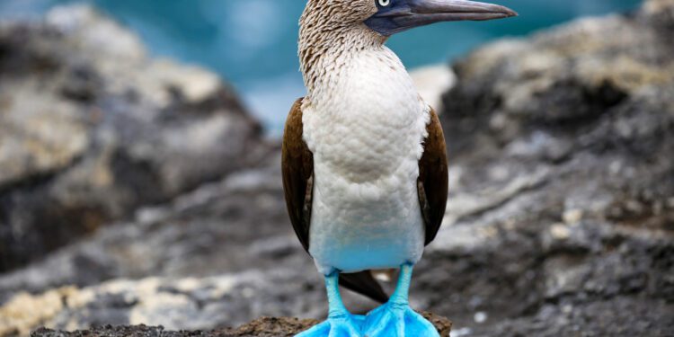 16 of the most fascinating animals in South America