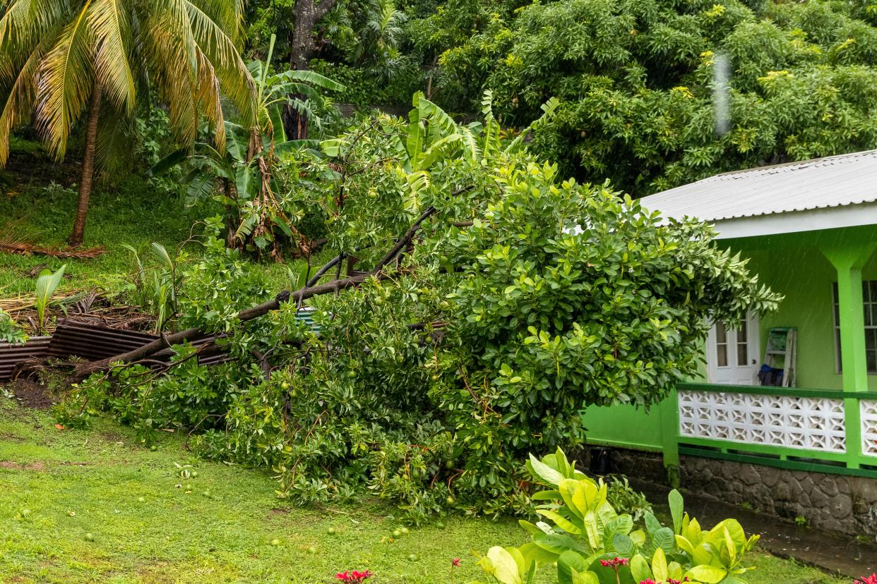 A tree slumps after being uprooted by Hurricane Beryl in Kingstown, St. Vincent and the Grenadines, Monday, July 1, 2024 (AP)